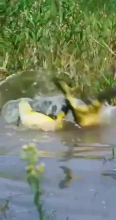 Battle of the Giant African Bullfrogs
