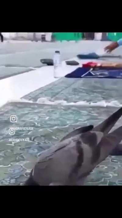 Allah has relieved him of his swag