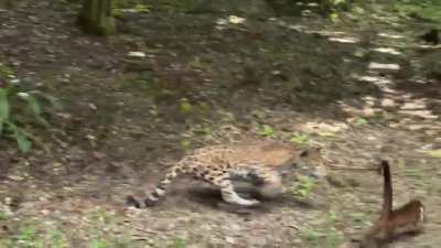Jaguar grabs a coatimundi right at the feet of a tourist