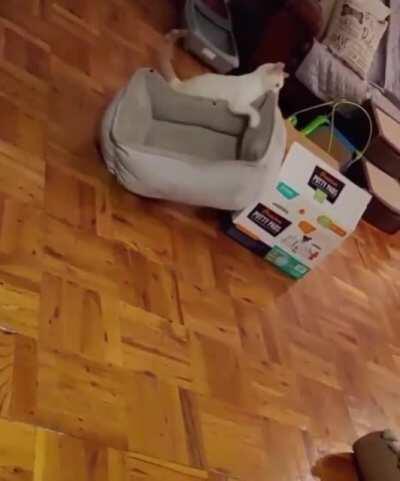 I feel like this fits the sub theme. Poor kitty needs a hand!