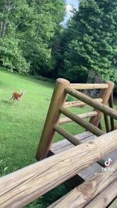 Absolute dumbass can’t tell species apart