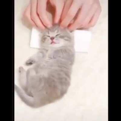 Thanks i hate Cat burito