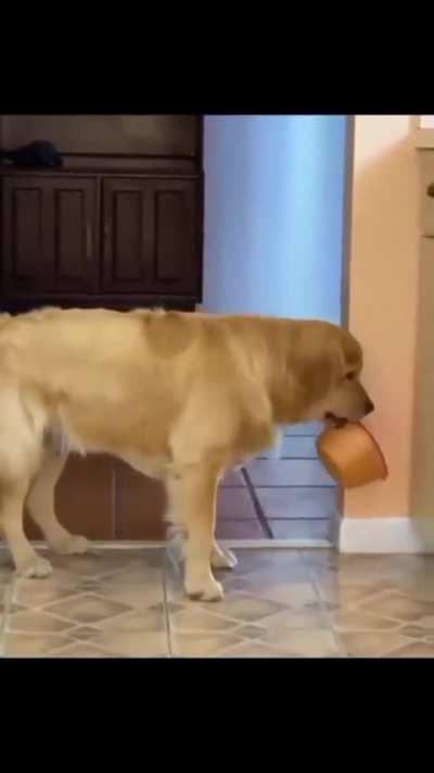 Golden Retriever edition 🤣😍🐾