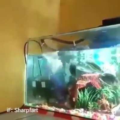 FUCK IT EVOLUTION TIME