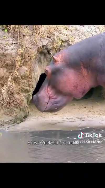 Mother Crocodile won't tolerate a Hippo approaching her babies.