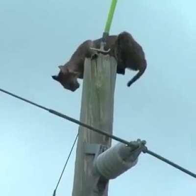 Rescue of leopard stuck on electric pole really humans being bros