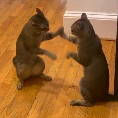 Cats play Cattynip! (KLR Productions)