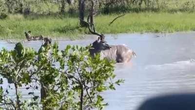 Kudu uses deep water against African Painted Dogs