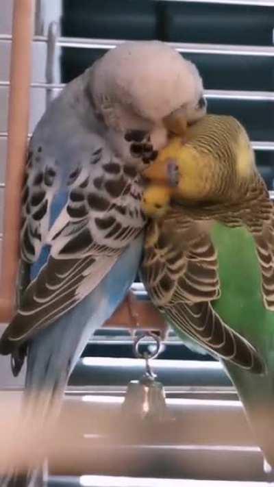 Dont Disturb The Birbs 🤫