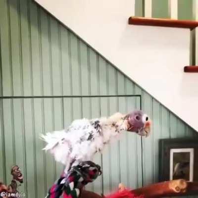 Get the bag of seeds already 🔊