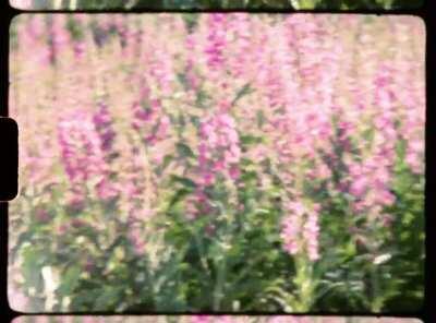 Last year I was in your beautiful country and I brought along a Super 8 camera. This week I got the film developed. [1080x800]