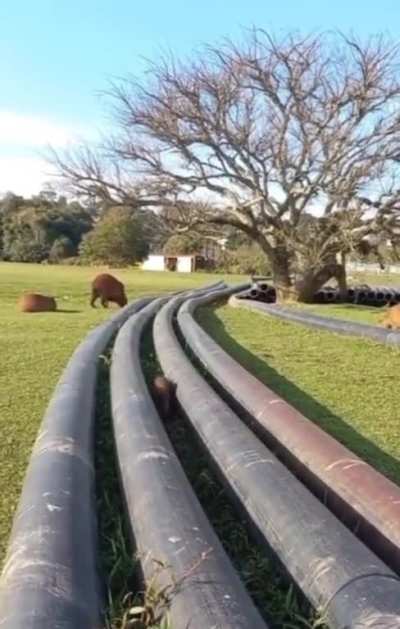 Capybara Playing (The capybara or greater capybara is a giant cavy rodent native to South America. It is the largest living rodent and a member of the genus Hydrochoerus. The only other extant member is the lesser capybara.)