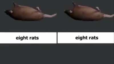 Rat