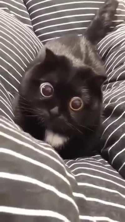 Autofocus ON! Meow....click!