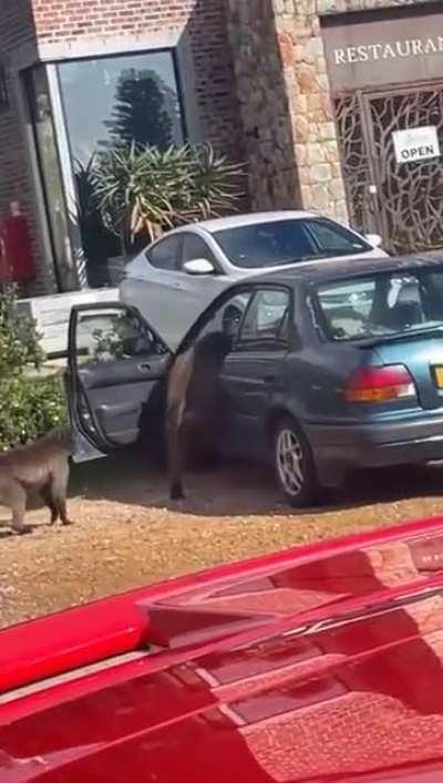 To much crime in this country😂😂😂