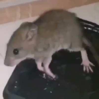 rat