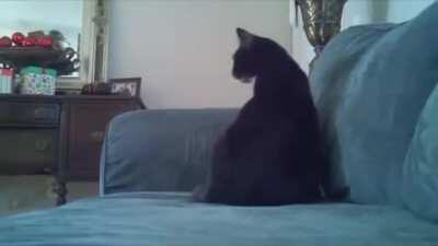 I think this describes the horror of the greebles perfectly - minus the last part, maybe