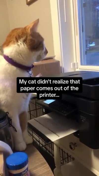 nobody could possible meow that coming..