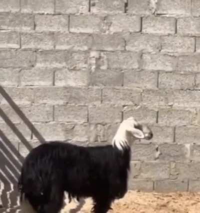 The moment you realise you're a sheep, not a goat like the others