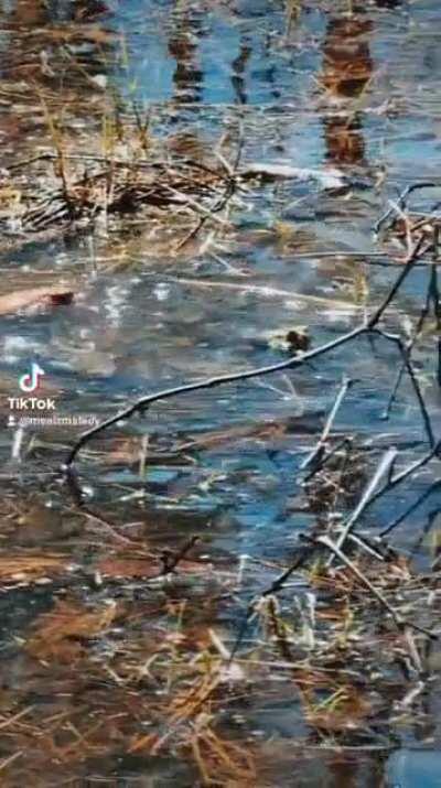 Spring is in the air for toads