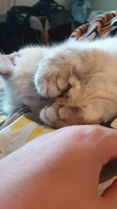 Sleep kitten sleep🐈