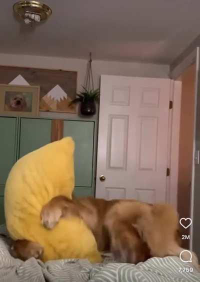 The pillow hug of death