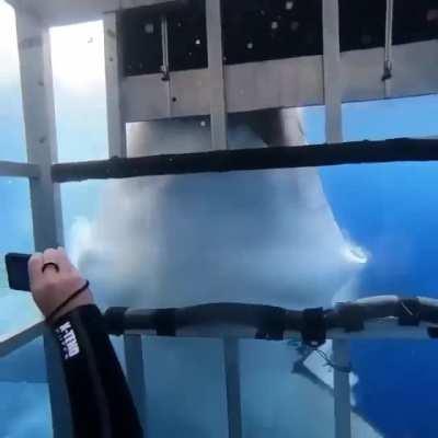 Meet Bullet, a 5.2 meter (17ft) female great white. She was named after 'bullet hole like' markings on either side of her dorsal. She enjoys shaking the shit out of steel shark cages