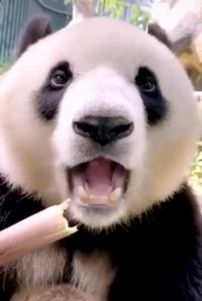 One big Panda eating