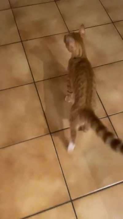 Daisy yelling into the camera as a last ditch effort for an early dinner.