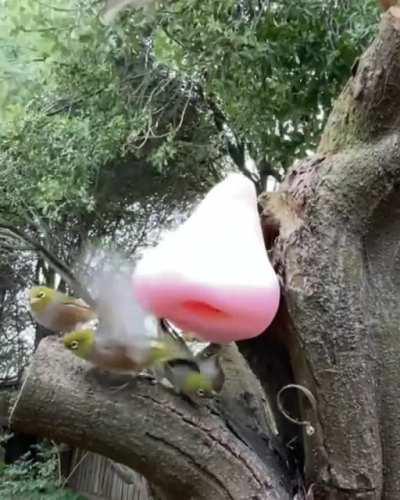 I thought you guys mike like this. I have made the funniest bird feeder ever 🤣