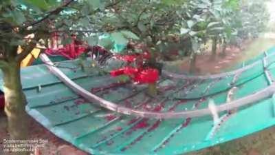 Automatic tree shaker grabs the trunk, unfolds collecting cloth around the tree, and shakes it