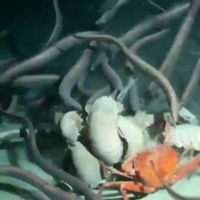 Natural deep cleaning