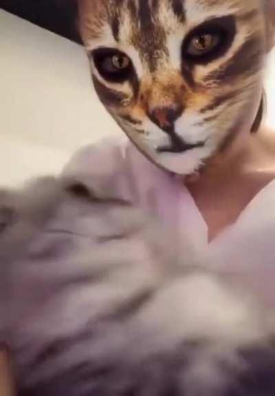 Cats recognizing mirror images and comparing them to reality