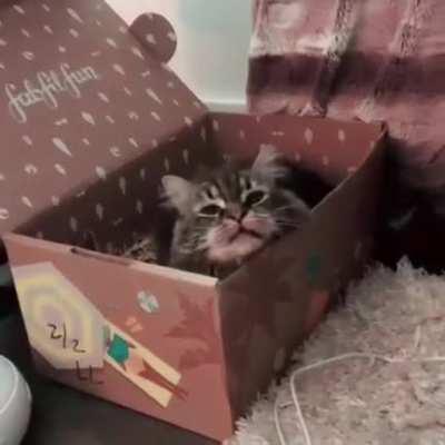 This is how they talk))