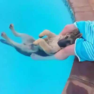 Chilled out German Shepherd relaxing in the pool