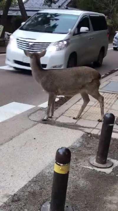 Adorable deer waiting for traffic to stop before crossing