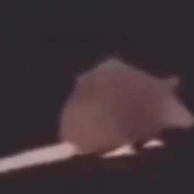 rat