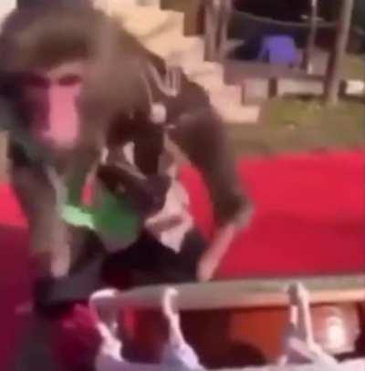 After switching careers, monkey writes the hit song Toto - Africa