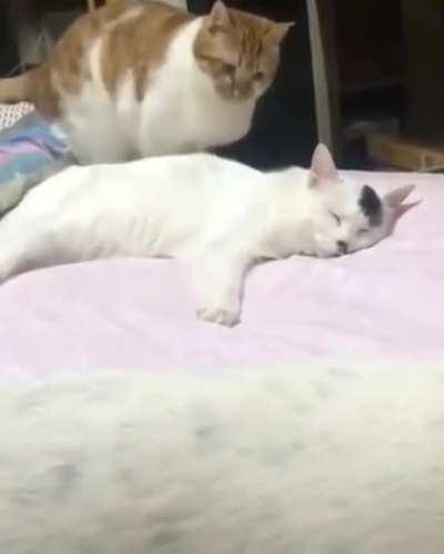 The failed 20th July Plot, Rastenburg, 1944