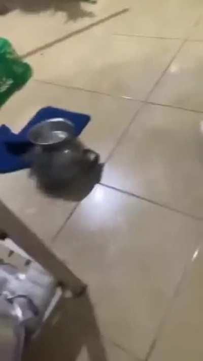 to trap a rat..