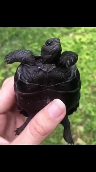 🔥 Black Galapagos Baby Tortoise