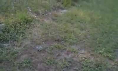 Peeing on an electric fence