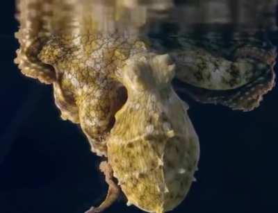 Footage of what an Octopus looks like when it dreams