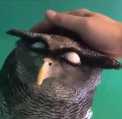 Furby owl happy squeaks