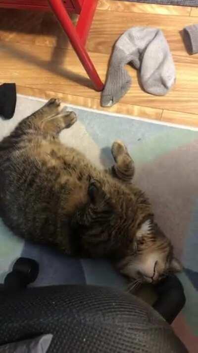 She was screaming at me to feed her (note the food in the bowl), and then pulled this strange move