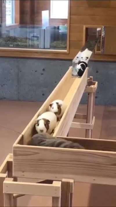 They created guinea pig train