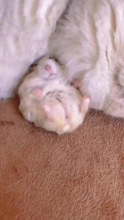 hamster cuddling with cat