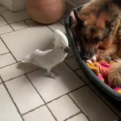 [Sound On] Get up lazy Giant!