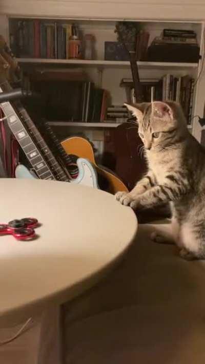 Pretty sure fidget spinners were made for cats not humans.