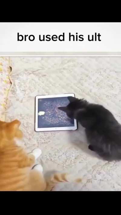 Wunkus is a little too immersed